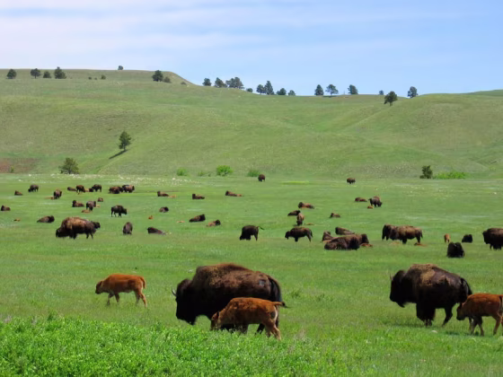 Image: USA Wyoming Roaming Buffalo Yellowstone National Park